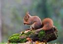 A red squirrel stops for a snack .