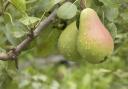 Plant fruit trees now and enjoy harvests for years to come.