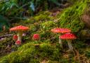 Have you spotted a Fly Agaric toadstool?