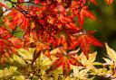 Two different Japanese maples in autumn.