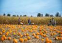 Here are five of the best pumpkin patches to visit in Suffolk