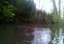 The beaver and kit spotted at Lowther [Lowther-Estate]