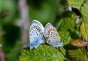 Silver-studded blue butterflies mating.