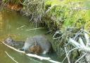 Mum and baby beaver eating bark together at Ewhurst Park, Hampshire