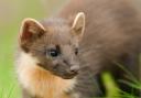 Pine martens have been returned to the wild in Dartmoor