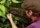 Examining turkey tail mushrooms