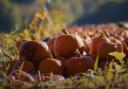 Hampshire has quite a few patches where you can pick out your own pumpkin