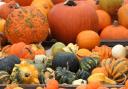 Colourful - a vast amount of pumpkins can be picked at the site