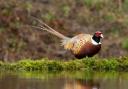 Male pheasant