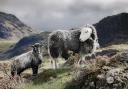 Herdwick sheep