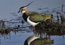 Northern lapwing Vanellus vanellus