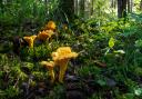 Golden chanterelles can be found under beech and oak trees.