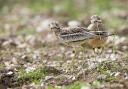 The enigmatic stone curlew.