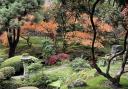 Autumn colours in the Japanese Garden at Tatton Park.