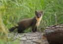 A young pine marten (Martes martes).