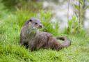 Otters are breeding on the lower Axe estuary. Photo: Getty Images