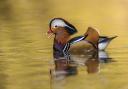 Mandarin duck.