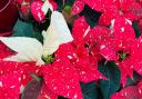 Example of speckled bracts on Poinsettia