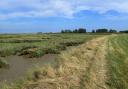 Upper saltings at Little Wakering Creek