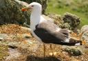 Under threat: a black-backed gull Credit Julie Hatcher