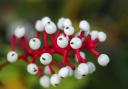 Doll's eyes (Actaea pachypoda).