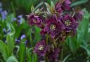 Hellebore add a touch of dramatic colour to the garden.