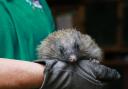 April the hedgehog with her rare pink nose, held by Lynnette Little.