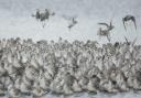 A group of knot at RSPB Snettisham reserve.