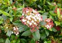 Viburnum tinus