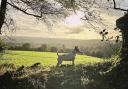 Enjoy the wintry sunset views over Dulverton as you explore the pplentiful footpaths. Photo: Ali Pegrum