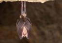 The Greater horseshoe bat( Rhinolophus ferrumequinum) can live for over 30 years. Photo: Getty