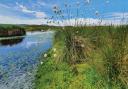 Cotton grass thriving in a bog. YWT