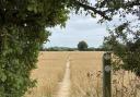 Part of the Essex Way near Manningtree