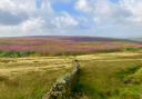 A glorious heather field on the West Pennine Moors.