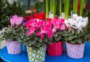 Pots of cyclamen