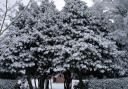 Snowy trees and a glimpse of Walkden's Dovecote.