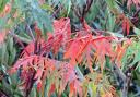 Rhus typhina 'Dissecta' its foliage dripping with colour.