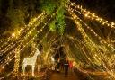 The Light Up trail at Sir Harold Hillier Gardens, Romsey. Image: Elliot Franks