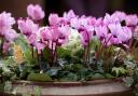 Iridescent cyclamen with kale.