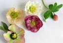 The Christmas rose is a favourite with pretty flowers from midwinter to early spring. Photo: Getty