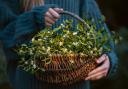 Mistletoe benefits from a good drink of water to carry it through the season. getty