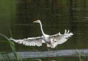 The primeval-looking Great White Egret swooping in.