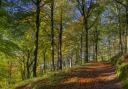 The Upper Woodland Walk through the beech woodlands.