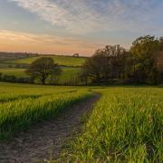 Edwinshall Wood, South Woodham Ferrers