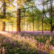 Stunning sunrise through a bluebell woodland.