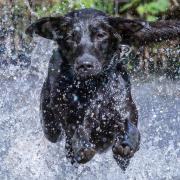 Ella the black labrador, owned by Nigel Kirby