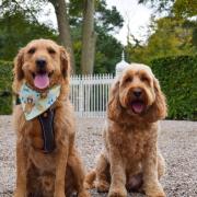 Buddy the labradoodle and his best mate Stan the cockapoo just love a day out