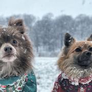 Bruno the lilac pomeranian and Lola the orange sable love to walk in Lyme Park