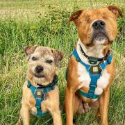 Toby and Amos love exploring quiet areas, going on adventures and getting up to mischief.