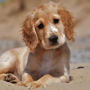 This photo was taken in Cornwall, when Sam was 12 weeks old.